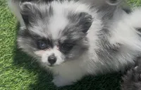 Cuddle Bear, a female Pomeranian for sale in Phoenix, AZ – Photo 2 of 6