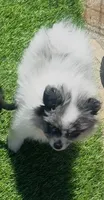 Cuddle Bear, a female Pomeranian for sale in Phoenix, AZ – Photo 4 of 6
