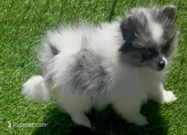 Cuddle Bear – Pomeranian puppy for sale in Phoenix, AZ
