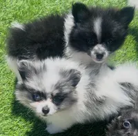 Cuddle Bear, a female Pomeranian for sale in Phoenix, AZ – Photo 3 of 6