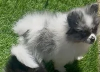 Cuddle Bear, a female Pomeranian for sale in Phoenix, AZ – Photo 5 of 6