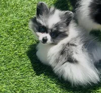Cuddle Bear, a female Pomeranian for sale in Phoenix, AZ – Photo 6 of 6
