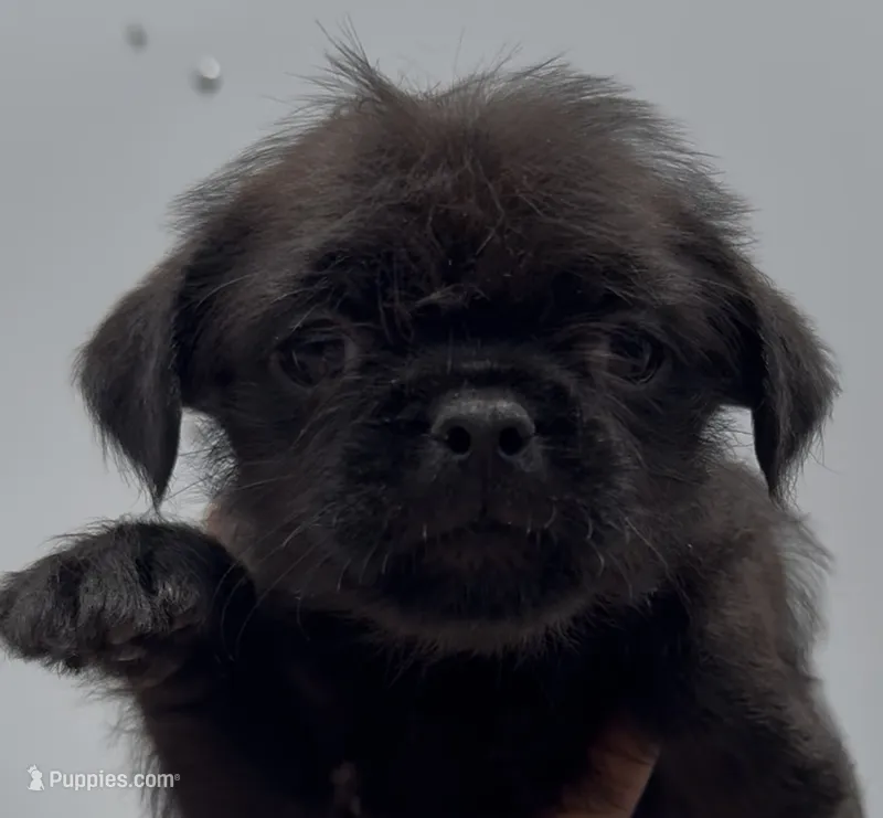 Boy Puppy #1 – Shih Tzu, Yorkshire Terrier puppy for sale in Phoenix, AZ