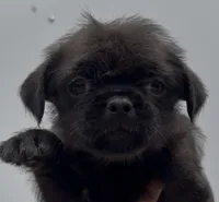Boy Puppy #1, a male Shih Tzu and Yorkshire Terrier for sale in Phoenix, AZ – 1 of 3