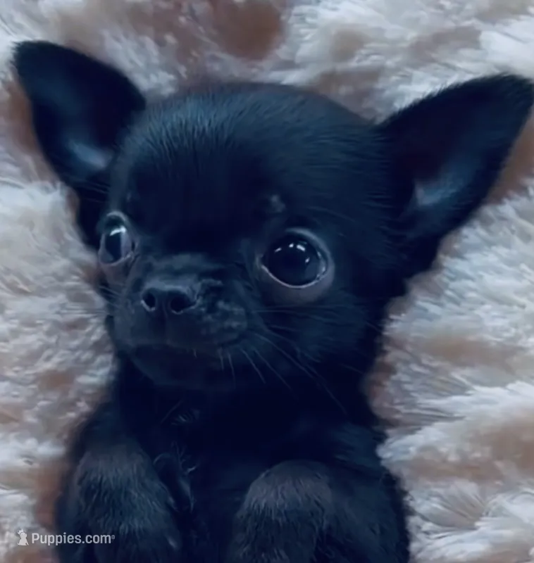 Teacup Chihuahua – Chihuahua puppy for sale in Phoenix, AZ