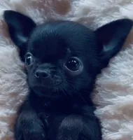 Teacup Chihuahua, a female Chihuahua for sale in Phoenix, AZ – 1 of 2