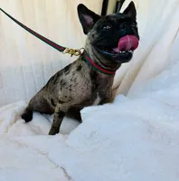 processed/9e402efc-41fd-4a27-8d83-91cc9b133346/listing/a9bf2662-669d-4b2d-b79a-271f99352274/192c5cad-42d5-43b3-a911-e918de8334fc