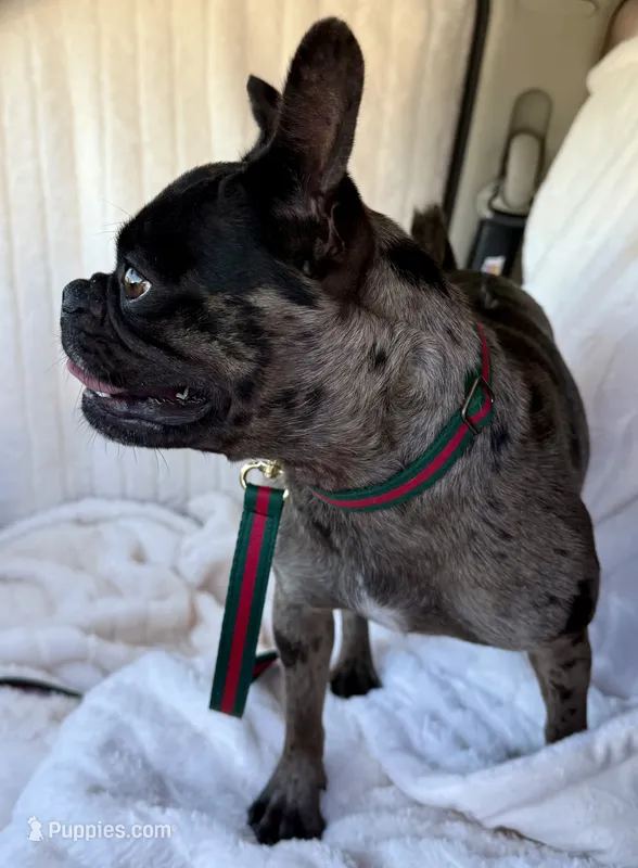 Blue Merle female- Chanel