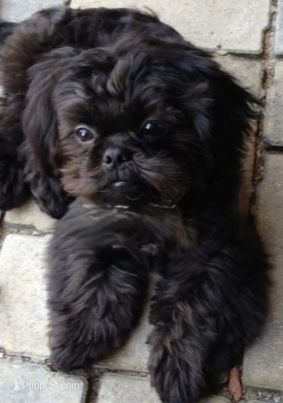 Chardonnay  – Shih Tzu, Yorkshire Terrier puppy for sale in Phoenix, AZ