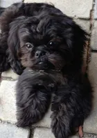 Chardonnay , a female Shih Tzu and Yorkshire Terrier for sale in Phoenix, AZ – 1 of 1