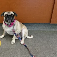 Fawn Female- Liberty, a female Pug for sale in Phoenix, AZ – Photo 7 of 10