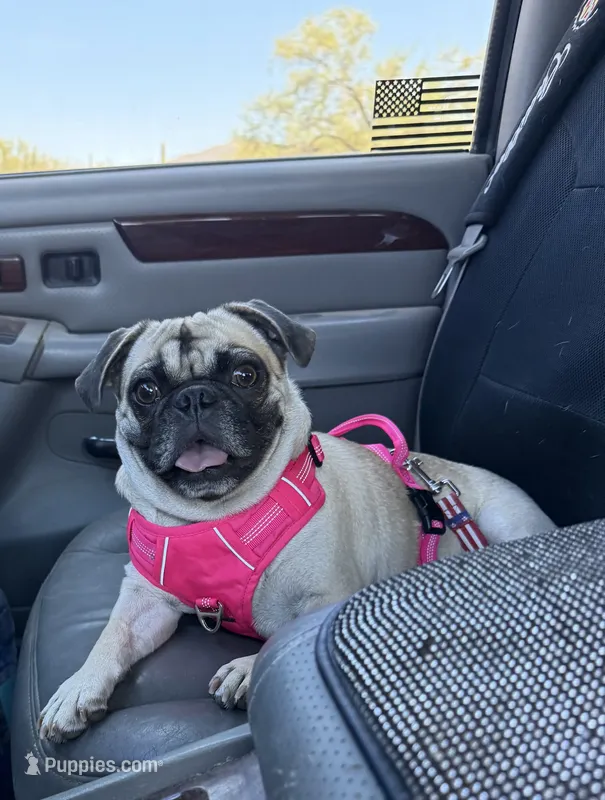 Fawn Female- Liberty – Pug puppy for sale in Phoenix, AZ