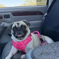 Fawn Female- Liberty, a female Pug for sale in Phoenix, AZ – Photo 1 of 10