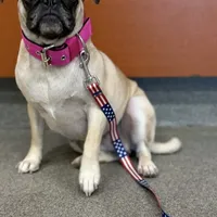 Fawn Female- Liberty, a female Pug for sale in Phoenix, AZ – Photo 2 of 10