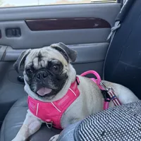 Fawn Female- Liberty, a female Pug for sale in Phoenix, AZ – Photo 6 of 10