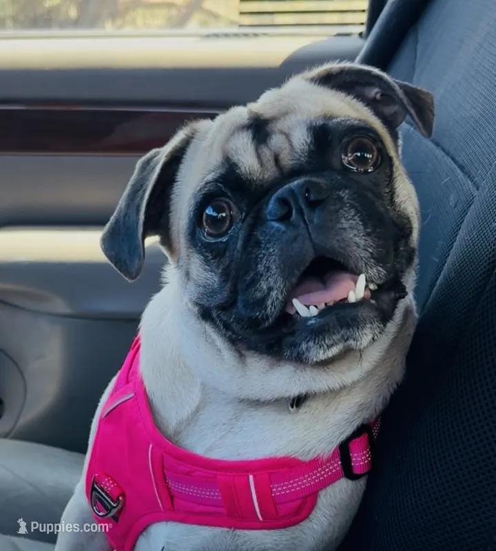 Fawn Female- Liberty