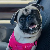 Fawn Female- Liberty, a female Pug for sale in Phoenix, AZ – Photo 3 of 10