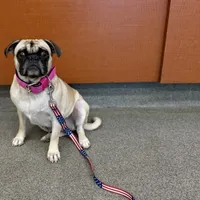 Fawn Female- Liberty, a female Pug for sale in Phoenix, AZ – Photo 4 of 10
