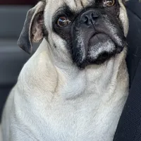 Fawn Female- Liberty, a female Pug for sale in Phoenix, AZ – Photo 8 of 10