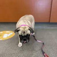 Fawn Female- Liberty, a female Pug for sale in Phoenix, AZ – Photo 10 of 10