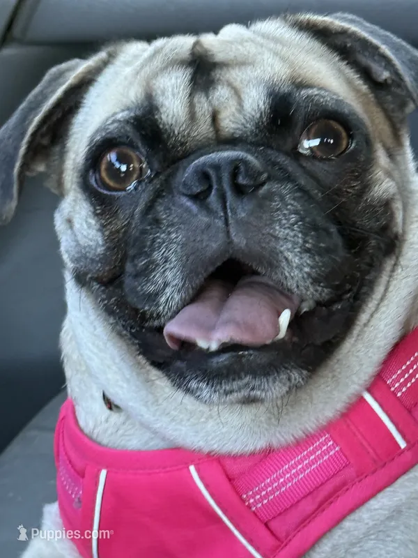 Liberty  – Pug puppy for sale in Phoenix, AZ