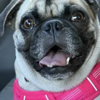 Fawn Female- Liberty, a female Pug for sale in Phoenix, AZ – Photo 5 of 10