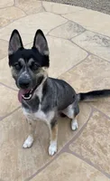 Male Husky, a male Siberian Husky and Alaskan Husky for sale in Phoenix, AZ – 1 of 1