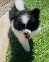 Pomeranian Boy, a male Pomeranian for sale in Phoenix, AZ – 2 of 3