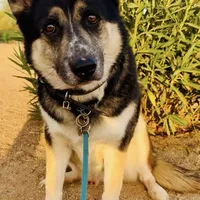 Husky mix- Ziggy, a male Siberian Husky and Alaskan Husky for sale in Phoenix, AZ – Photo 2 of 2