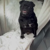 Male Pug- Patriot, a male Pug for sale in Phoenix, AZ – Photo 3 of 6