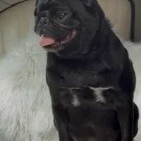 Male Pug- Patriot, a male Pug for sale in Phoenix, AZ – Photo 4 of 6