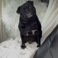 Male Pug- Patriot, a male Pug for sale in Phoenix, AZ – Photo 1 of 6