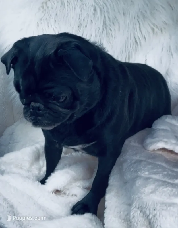 Male Pug- Patriot – Pug puppy for sale in Phoenix, AZ