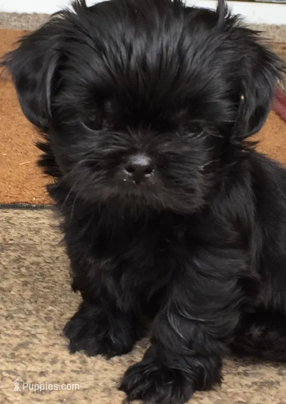 Shih Tzu mix puppies – Pug, Shih Tzu puppy for sale in Phoenix, AZ
