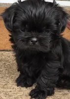 Shih Tzu mix puppies, a male Pug and Shih Tzu for sale in Phoenix, AZ – 1 of 2