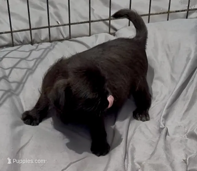 Girl puppy #1 – Shih Tzu, Yorkshire Terrier puppy for sale in Phoenix, AZ