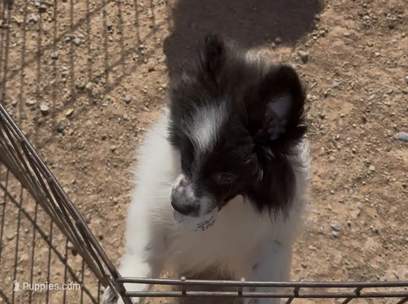 Merlot – Pomeranian puppy for sale in Phoenix, AZ