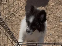 Merlot, a female Pomeranian for sale in Phoenix, AZ – 1 of 3
