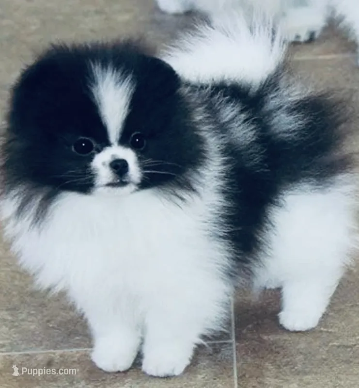 Pomeranian Boy – Pomeranian puppy for sale in Phoenix, AZ