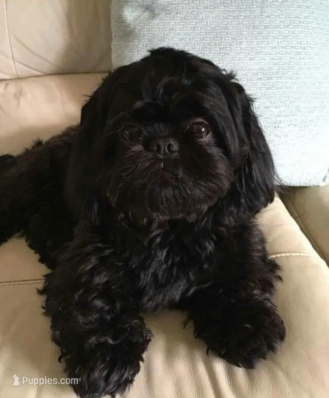 Chardonnay  – Shih Tzu puppy for sale in Phoenix, AZ