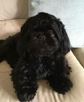 Chardonnay , a female Shih Tzu for sale in Phoenix, AZ – 1 of 1