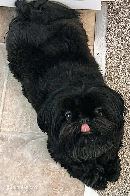 Baron – Shih Tzu, Yorkshire Terrier puppy for sale in Phoenix, AZ