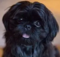 Shorkie- Bentley, a male Shih Tzu and Yorkshire Terrier for sale in Phoenix, AZ – Photo 2 of 2