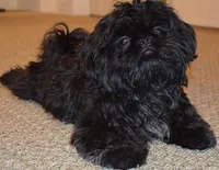 Shorkie- Bentley, a male Shih Tzu and Yorkshire Terrier for sale in Phoenix, AZ – Photo 2 of 2