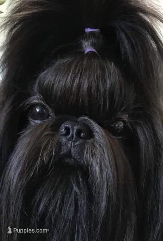 Shorkie- Bentley – Shih Tzu, Yorkshire Terrier puppy for sale in Phoenix, AZ