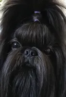 Shorkie- Bentley, a male Shih Tzu and Yorkshire Terrier for sale in Phoenix, AZ – Photo 1 of 2