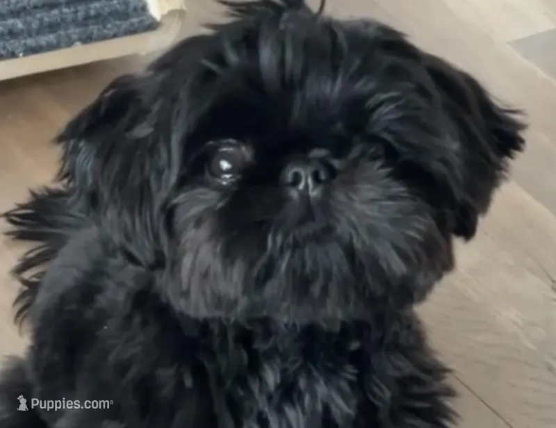 Baron – Shih Tzu, Yorkshire Terrier puppy for sale in Phoenix, AZ