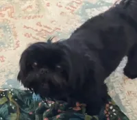 Baron, a male Shih Tzu and Yorkshire Terrier for sale in Phoenix, AZ – Photo 2 of 6