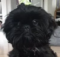 Shorkie- Bentley, a male Shih Tzu and Yorkshire Terrier for sale in Phoenix, AZ – Photo 1 of 2