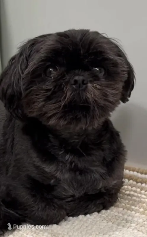 Baron – Shih Tzu, Yorkshire Terrier puppy for sale in Phoenix, AZ